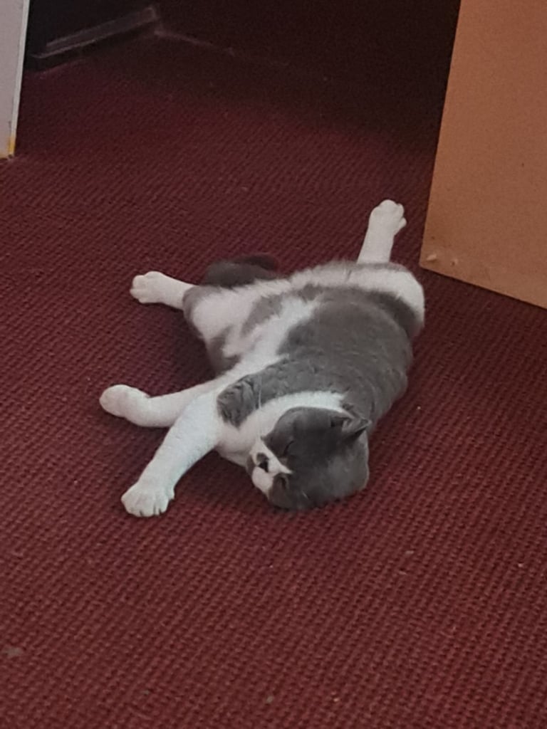 British Short Haired Male Cat