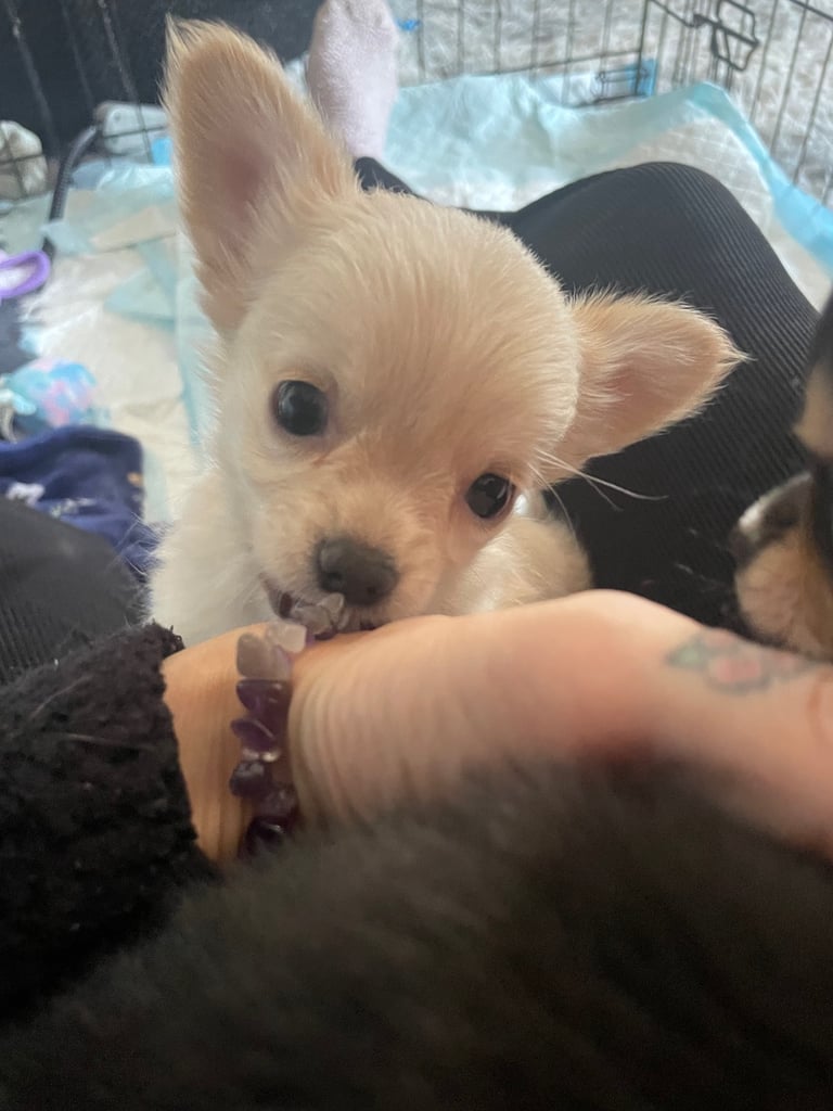 🐾Chihuahua puppies🐾2boys💙💙1girl💜