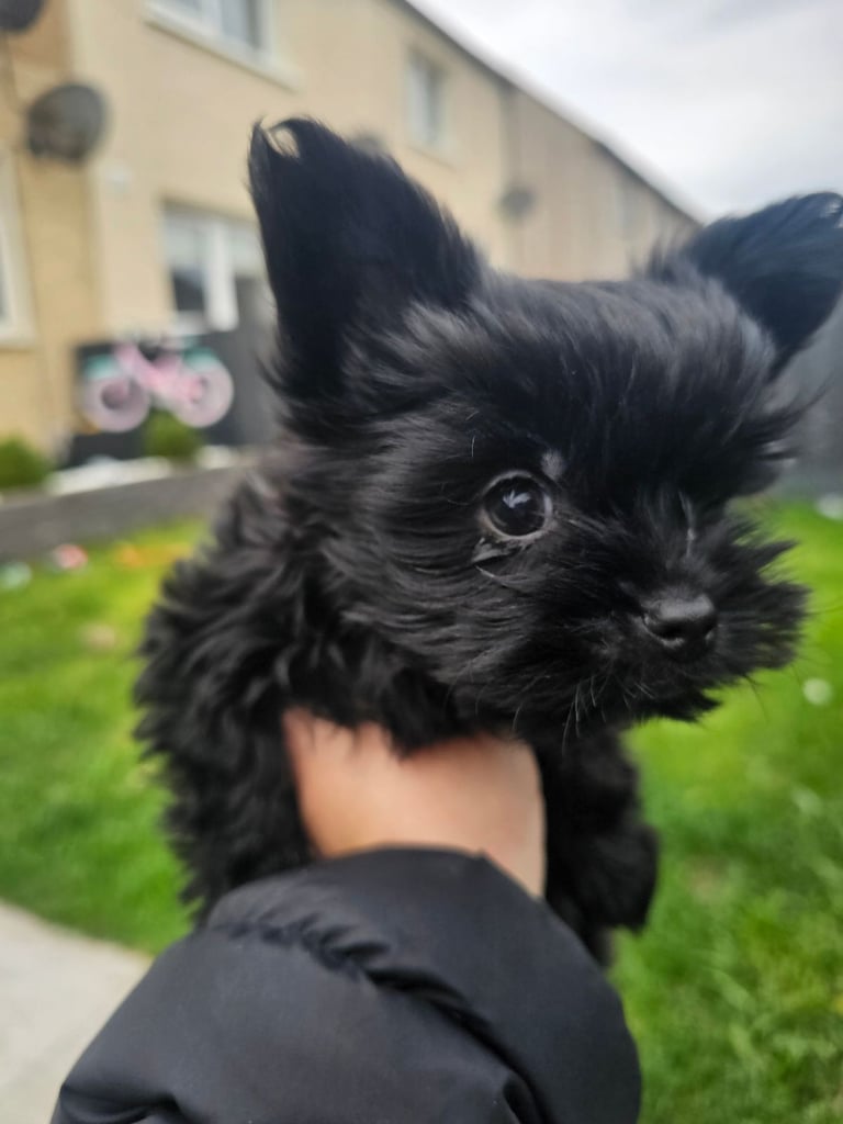 Yorkshire terrier Black . READY NOW 