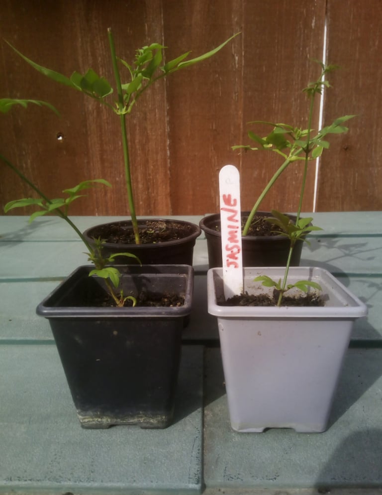 1 x Jasmine ( Clotted Cream ) Plant for sale £5