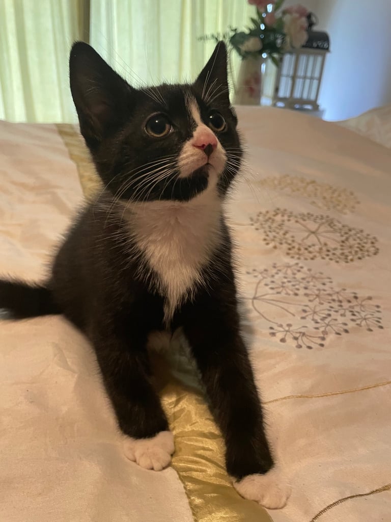 Beautiful Kittens for sale