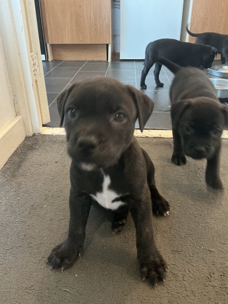 Staff x BullMastiff 4 Left 
