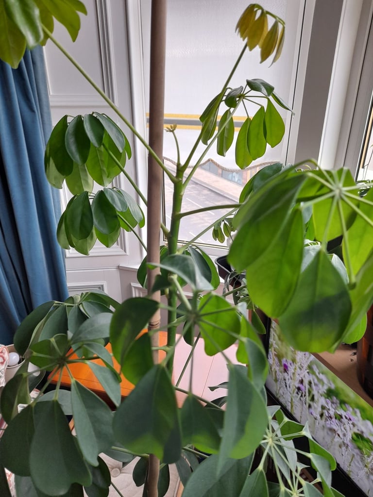 Umbrella Tree Schefflera House Plant 6 Foot/1.8metres Tall