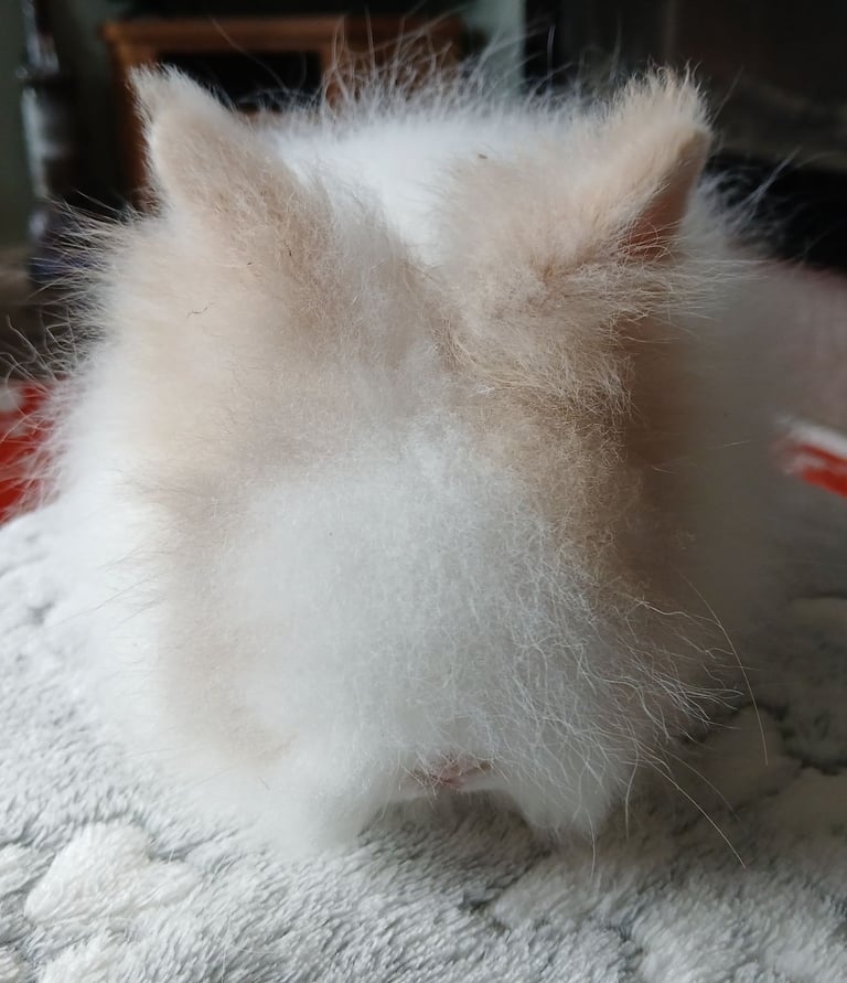 Stunning DM Lionhead baby rabbits 