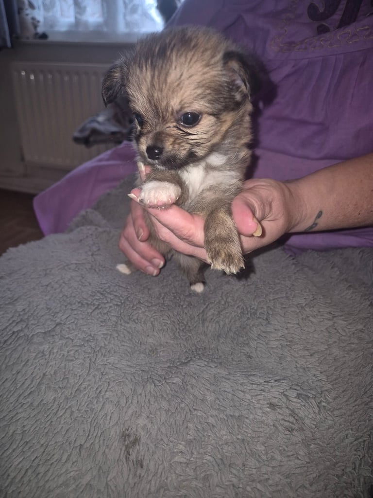 image for chihuahua puppies