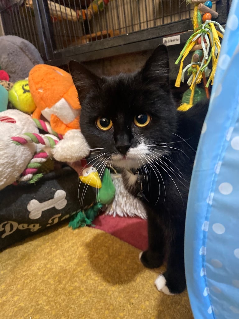 Lovely young cats looking for forever family 