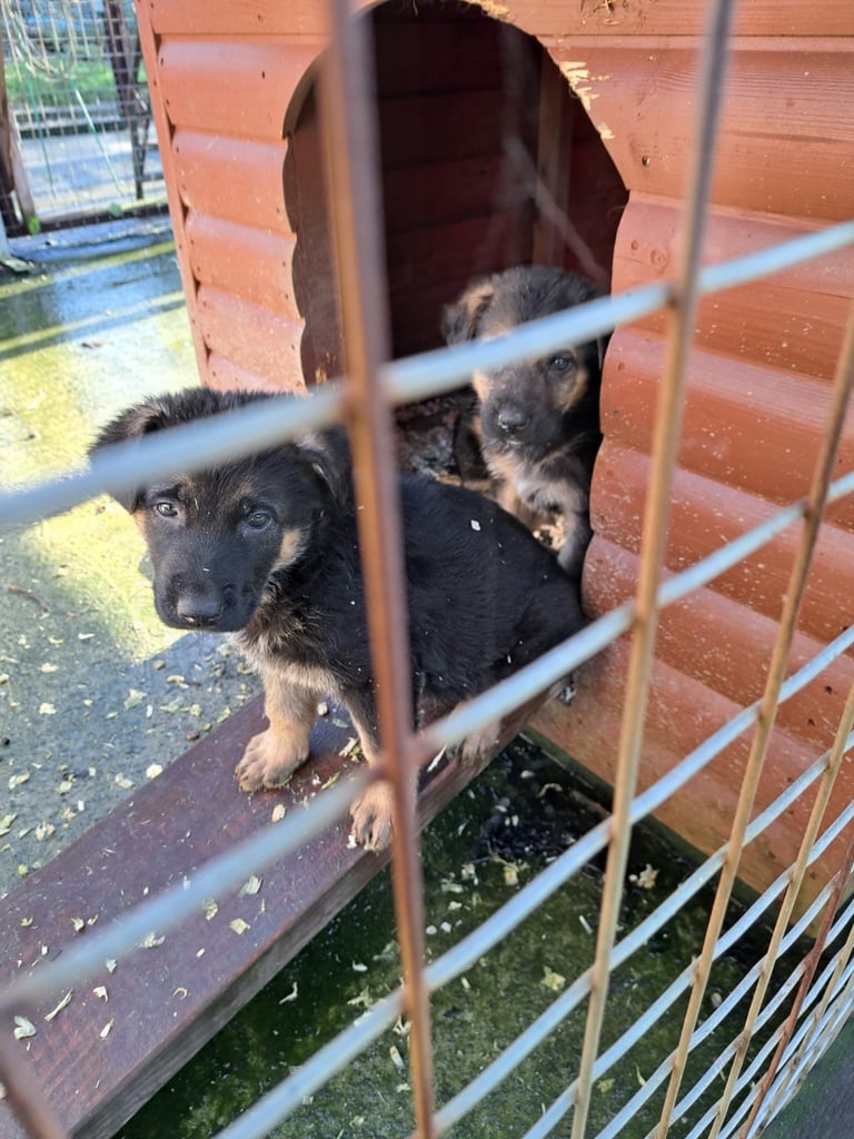 German shepherd pups 