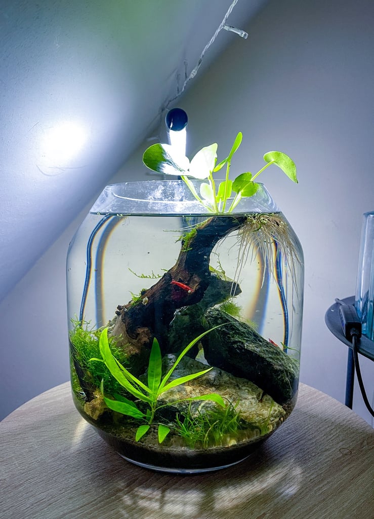 Nano aquarium 