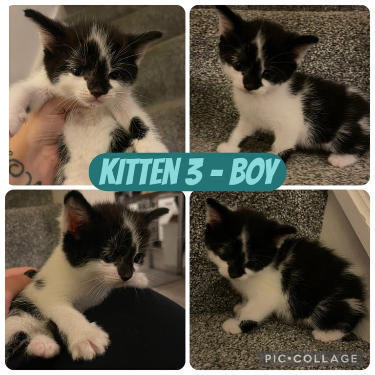 Beautiful kittens for sale 