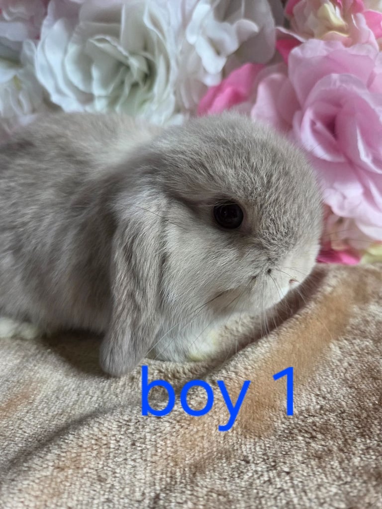 Mini lop babies available 