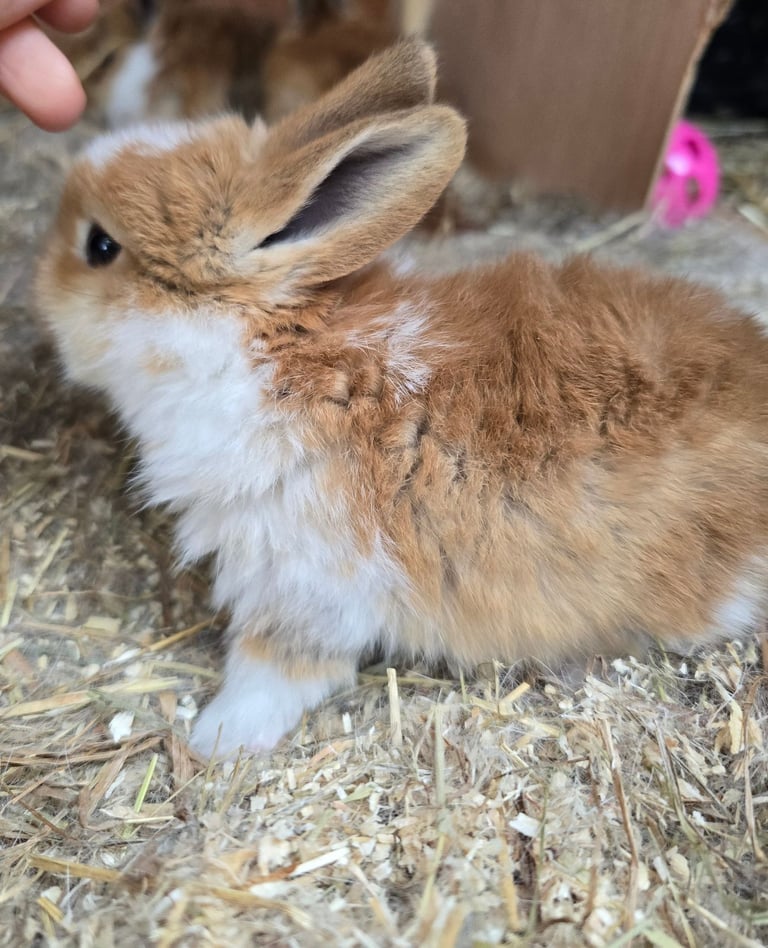 Baby Rabbits Available from 17th Nov 