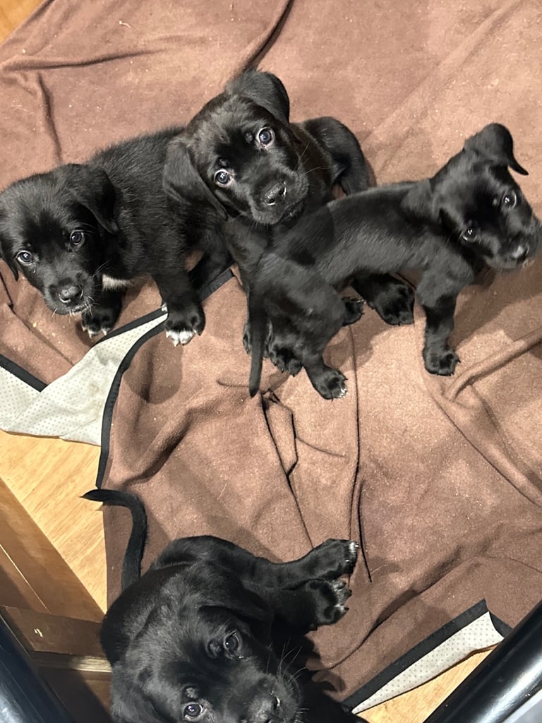 Cane corso puppies