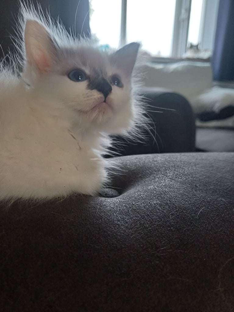 5 gorgeous ragdoll kittens 
