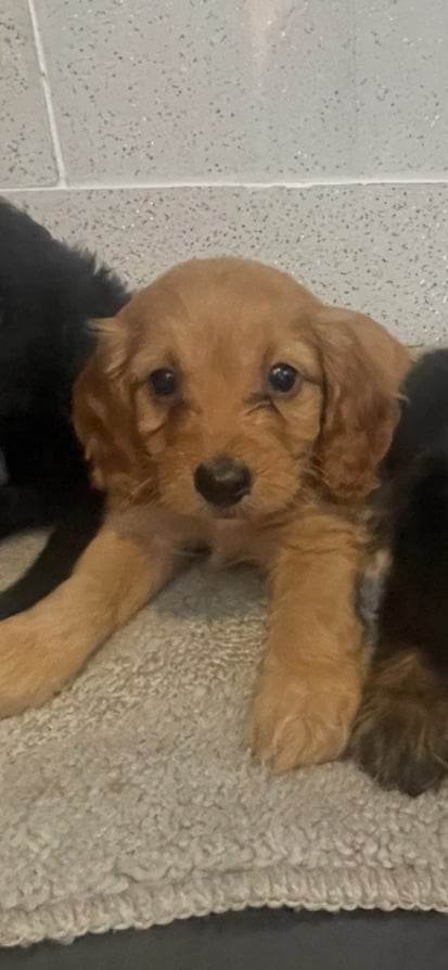F1 cockapoos for sale