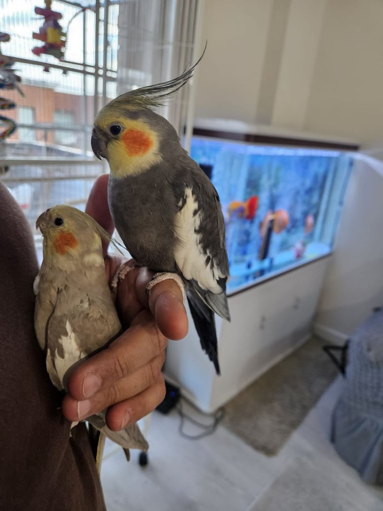 Cockatiel Birds for Sale – Harrow on The Hill (Collection Only)