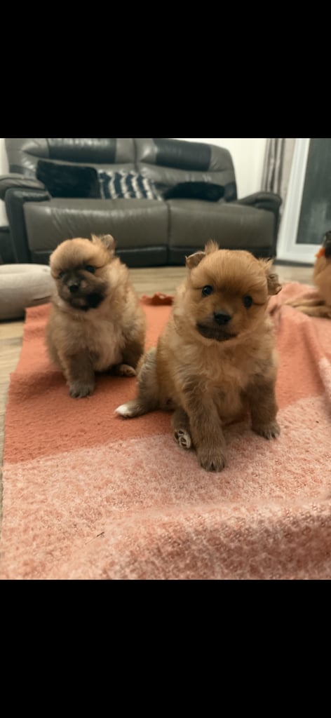 Pomeranian pups for sale 