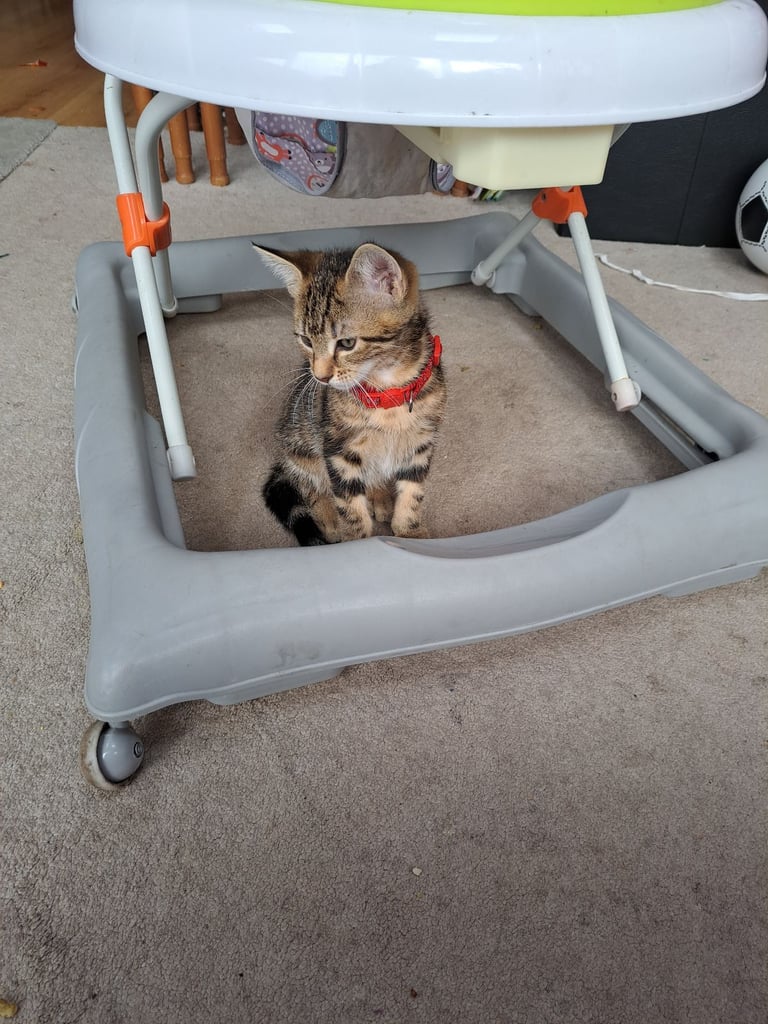 Kittens waiting for a forever home (last one)