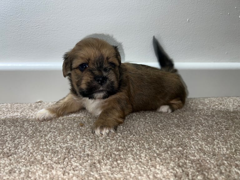 image for 5 Lhasa babies!