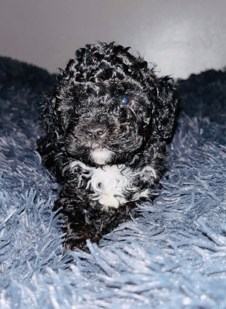 F2B cavapoo puppies ready to leave 