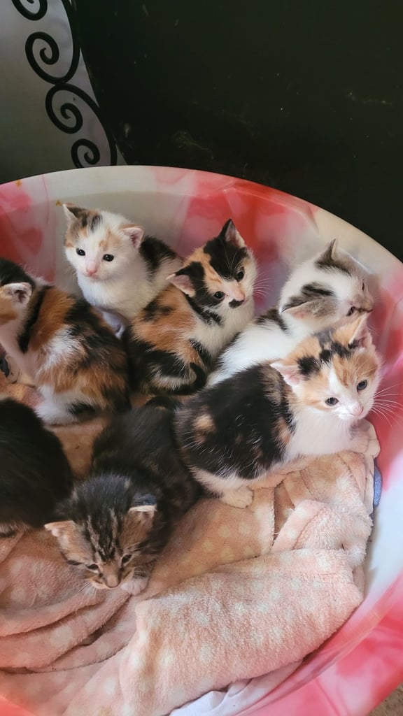 Beautiful kittens looking for their forever families 