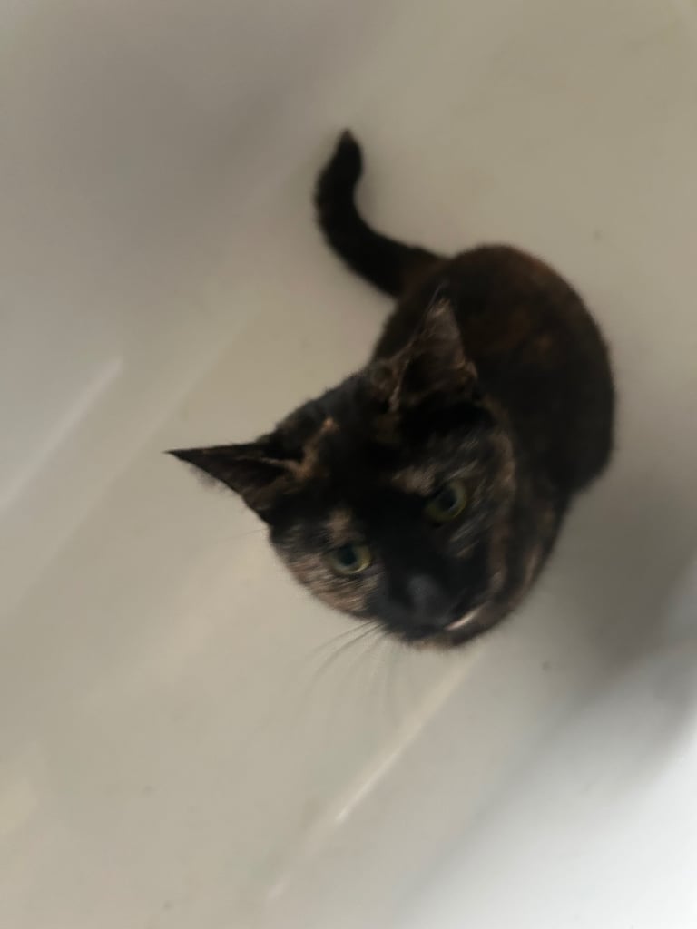 Female Domestic short haired tabby cat