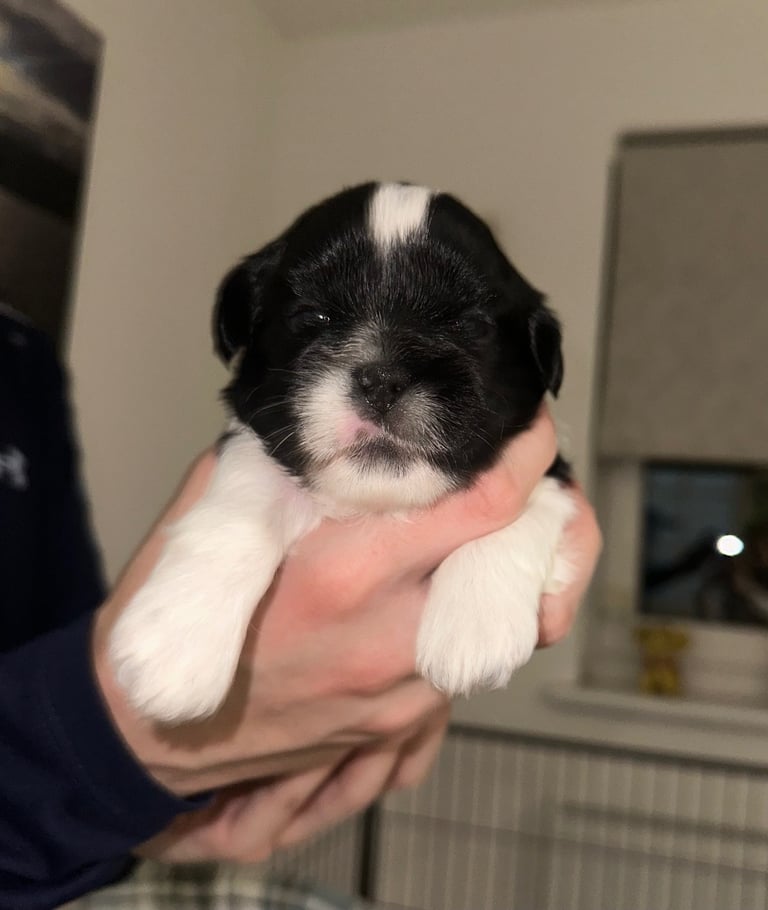 image for Lhasa Apso girl pup 