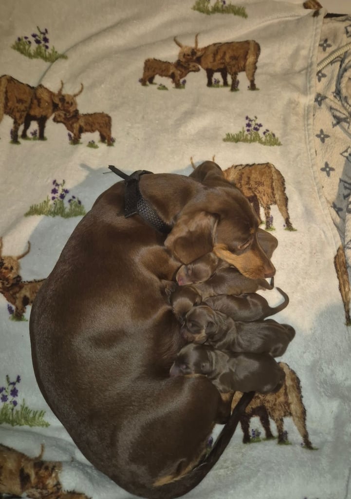 image for Kc registerd Miniature dachshunds