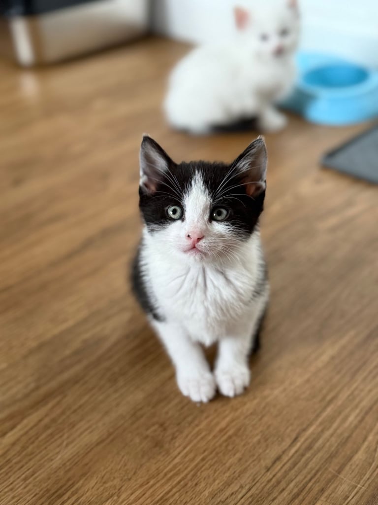 Mother cat and 3 babies looking for their forever home