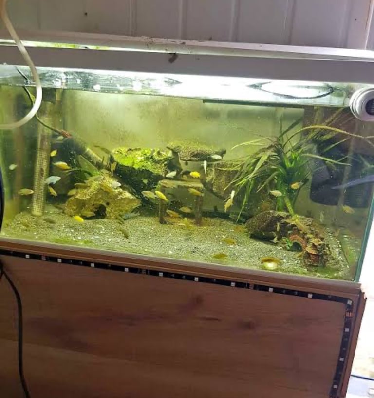 image for Aquarium Tank