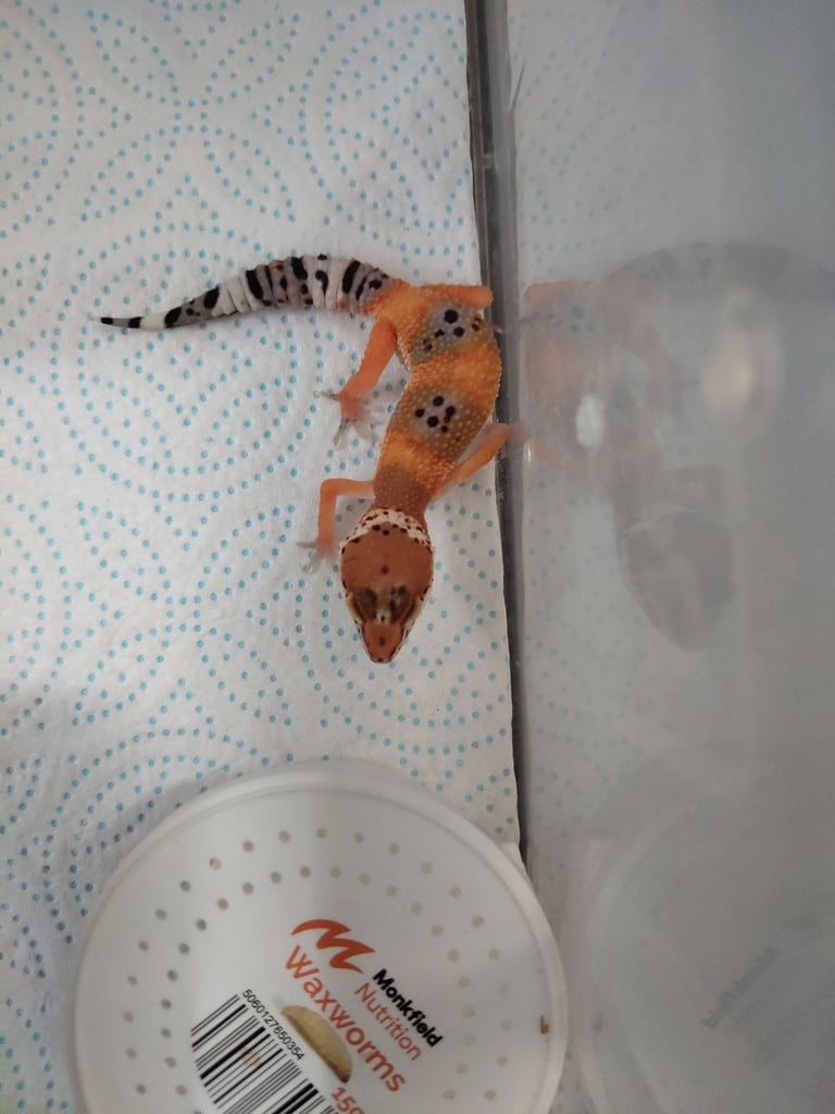 Babie  leopard geckos and crested geckos 