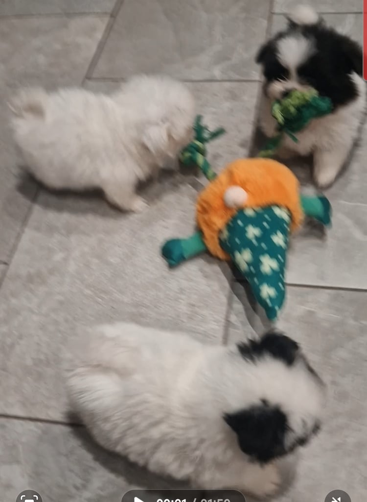 Ready Now 3 Girls. Pomeranian x shitzu health check. 1st vacination.  