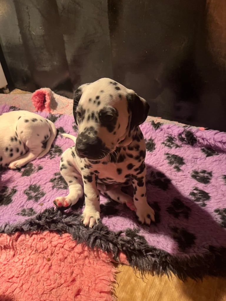 Stunning Dalmatian puppies KC reg show winners 