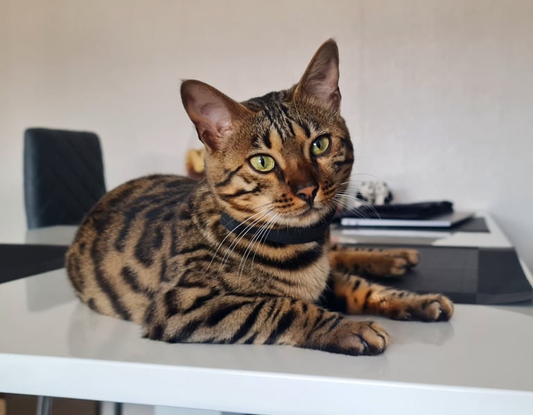 TICA BENGAL FEMALE CAT