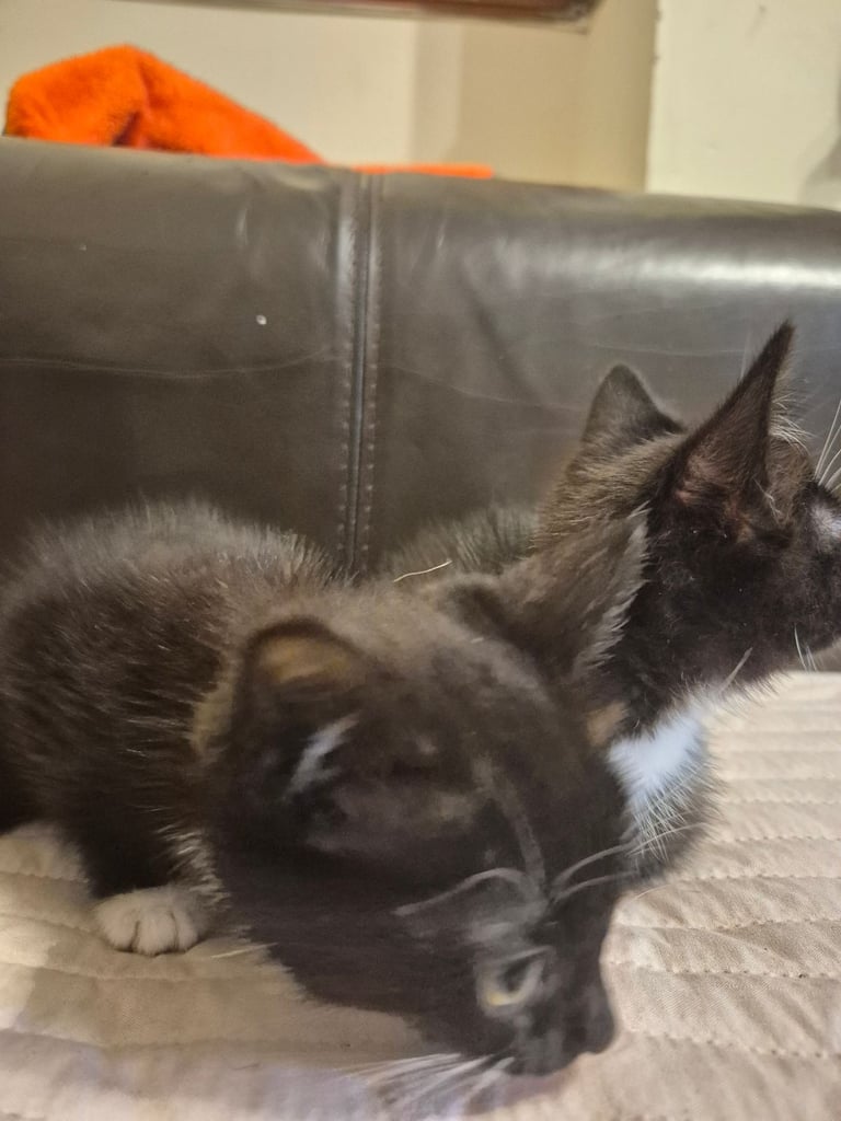 3 gorgeous female kittens. urgent. £45
