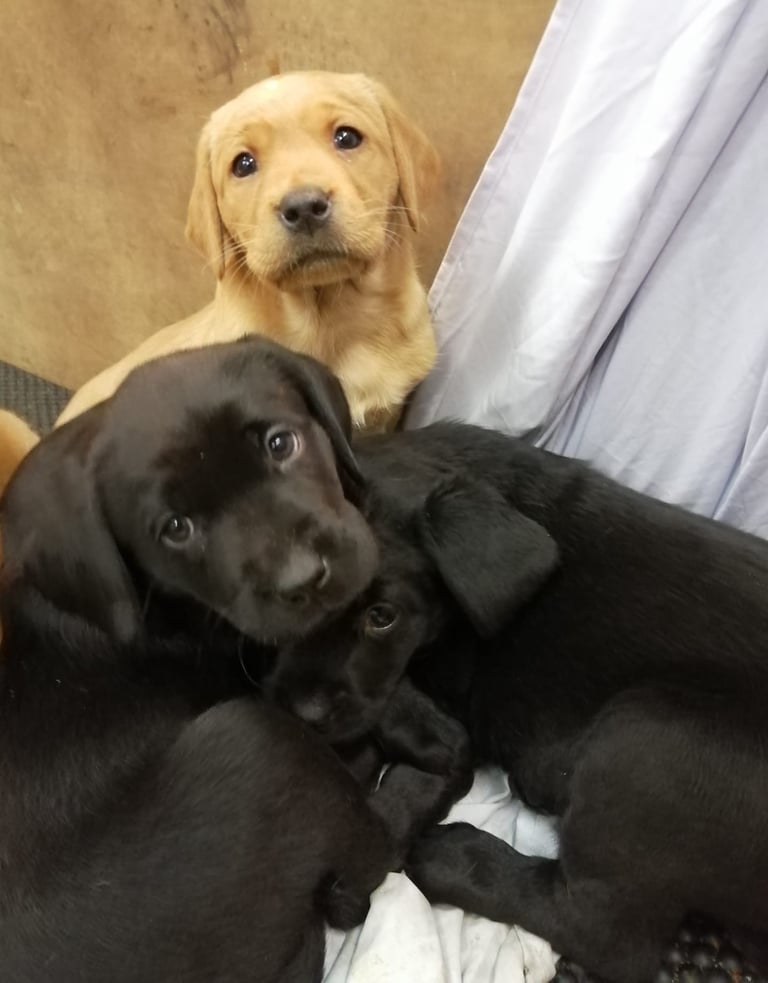 Beautiful Pups