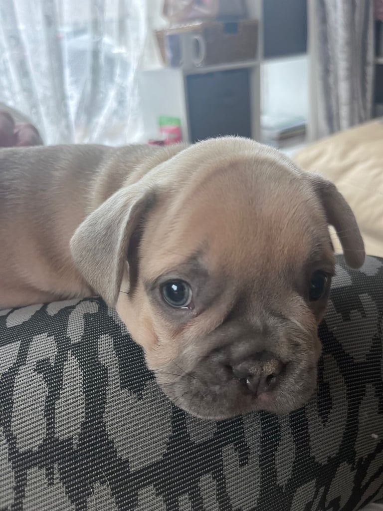 Last 3 French bulldogs ready now !!!