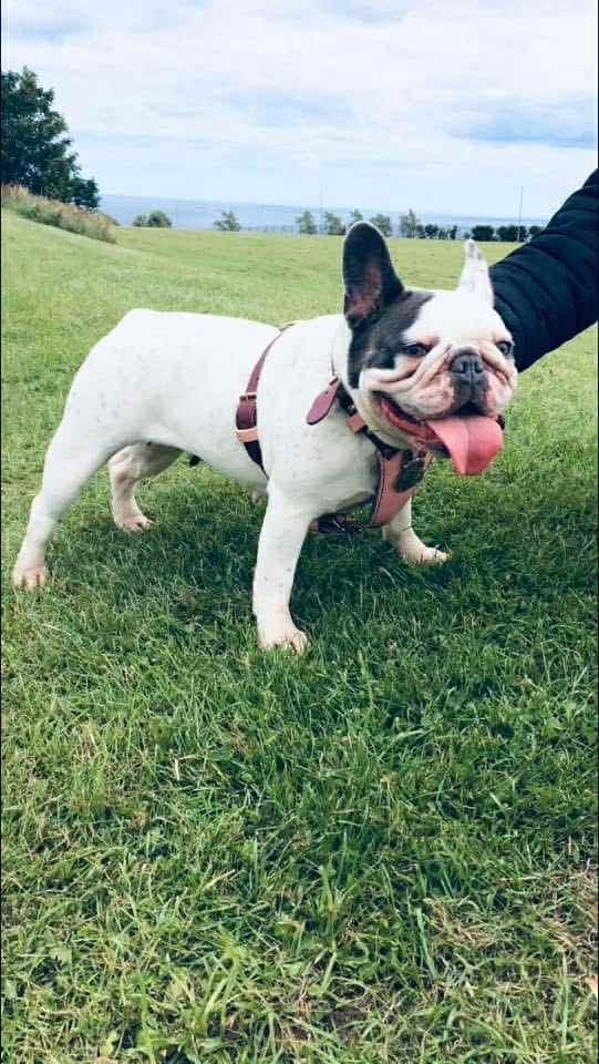 Minibull bulldog puppies 