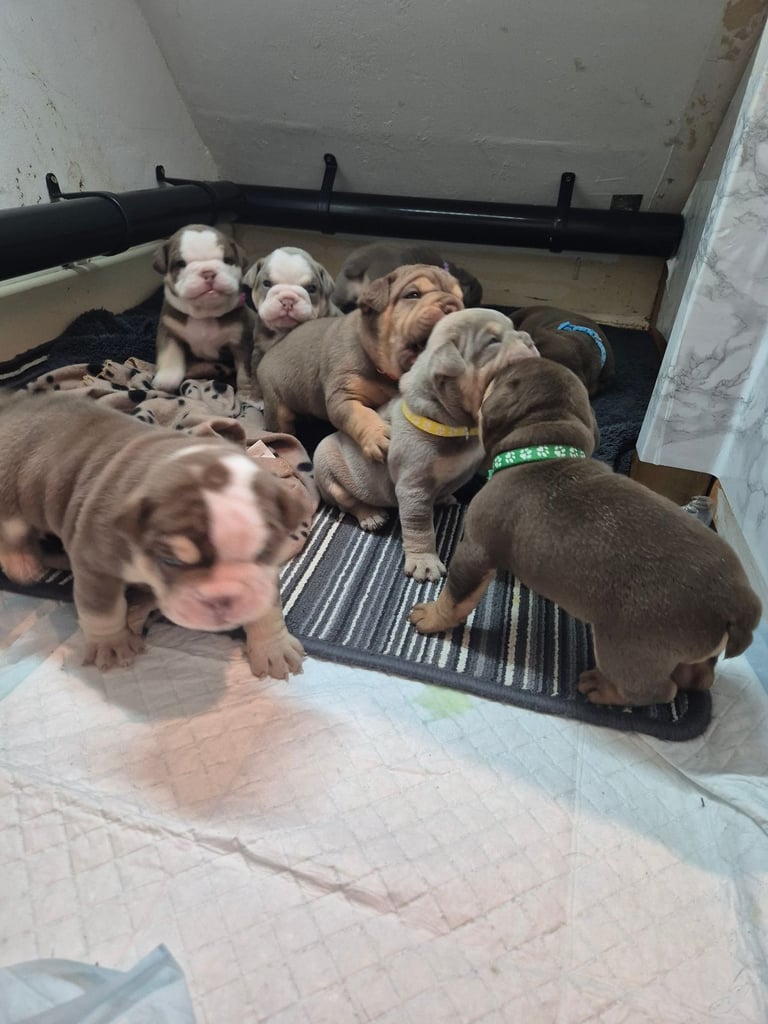 Olde english x english bulldog 