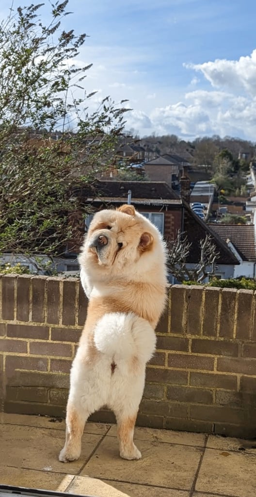 Adorable Chow Chow Chow Puppies For Sale Gumtree Puppy Done Deal