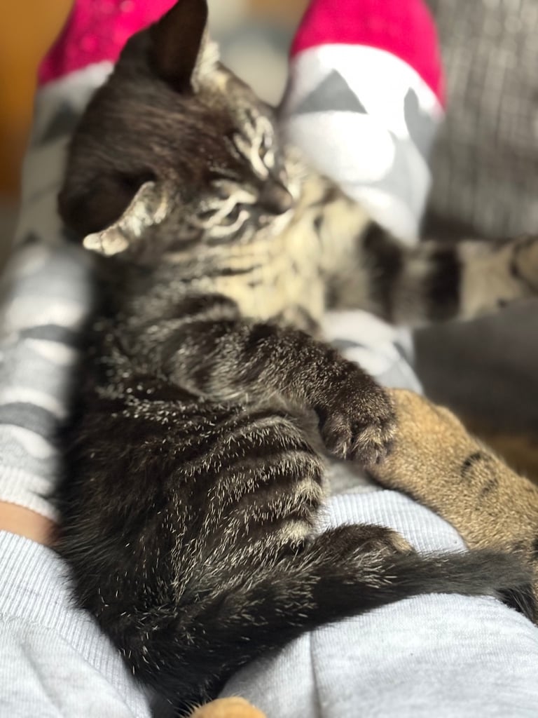 Russian Blue Bengals for Sale
