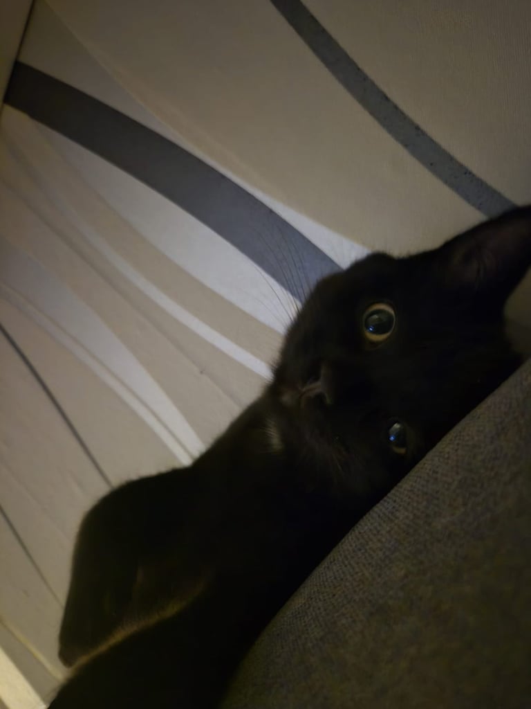 2 kittens for sale either together or separate 