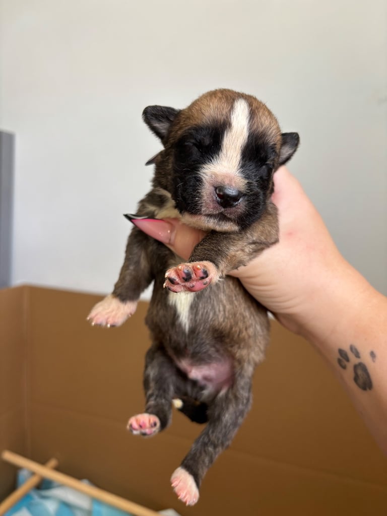 Bull-Herder for sale | 6 boys | 4 Girls