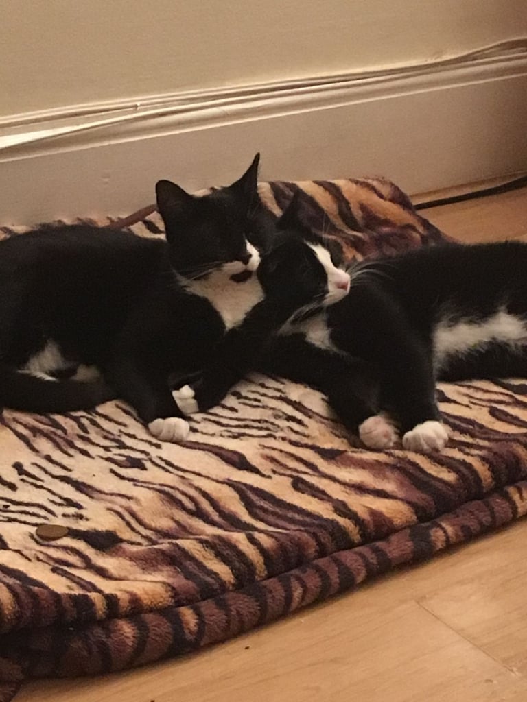 Brother and sister seeking loving home 
