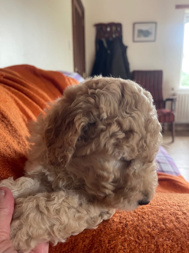Labradoodle Puppies For Sale