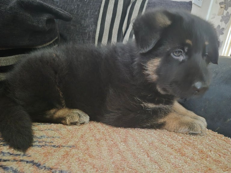 German Shepherd pup