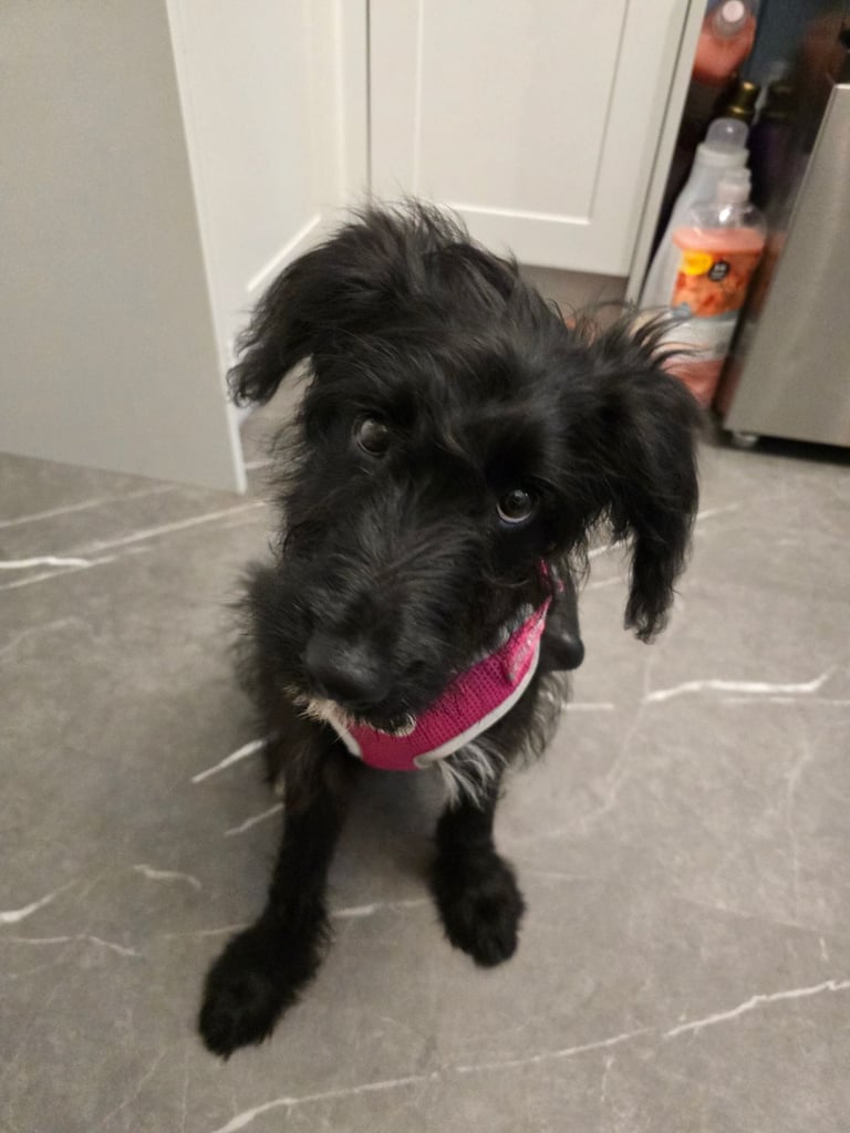 image for Border Collie×cockapoo