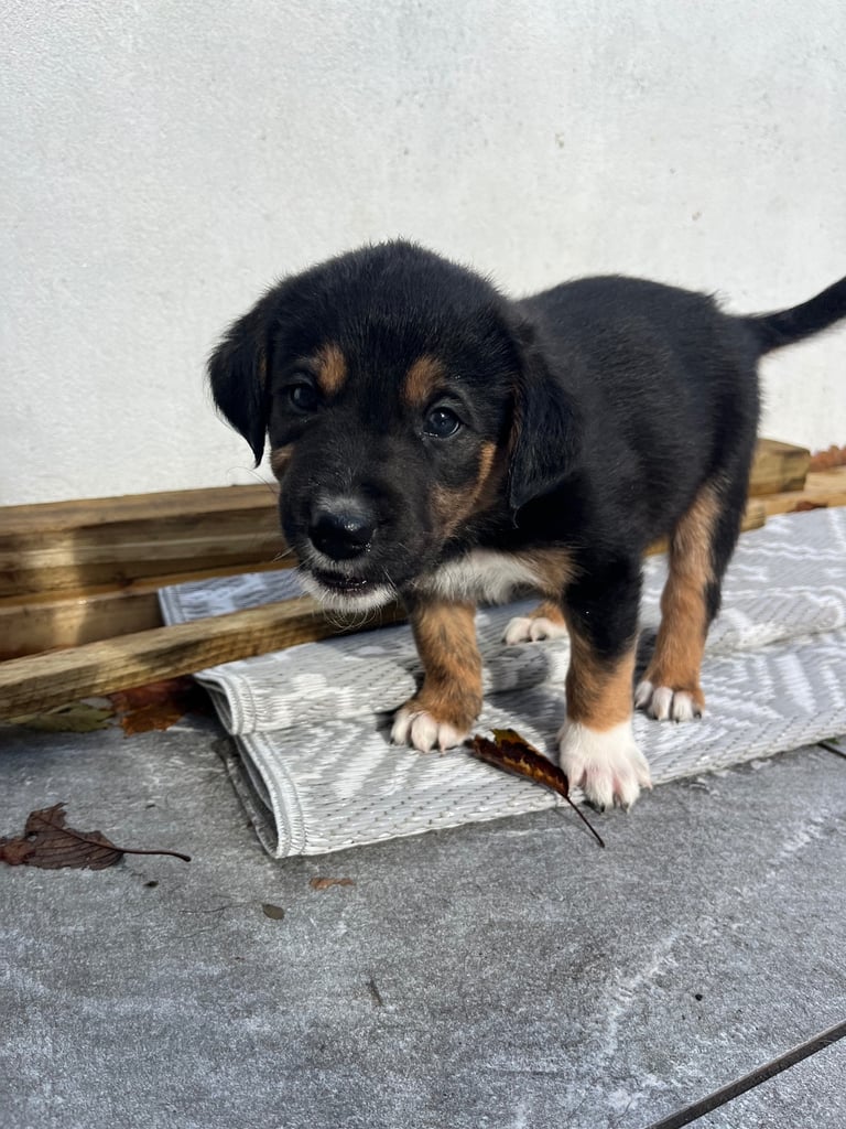 Labradors x Puppies for sale