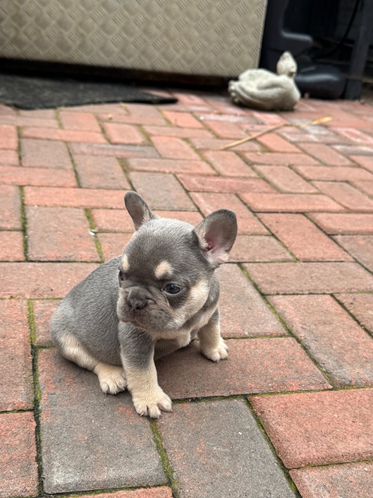 Frenchie boys and girls homie x Apollo lines 