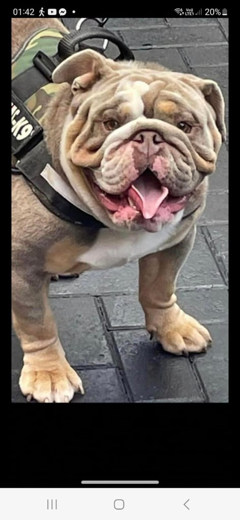 kc british bulldogs 