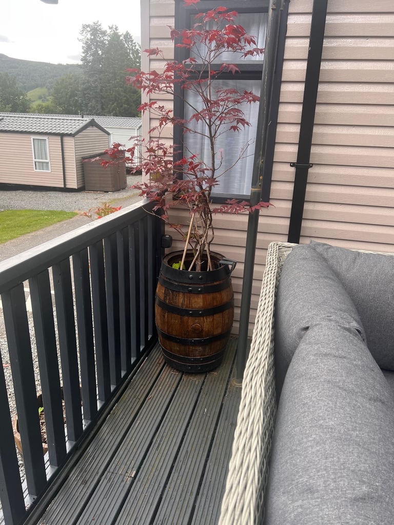 Whisky barrel with red acer